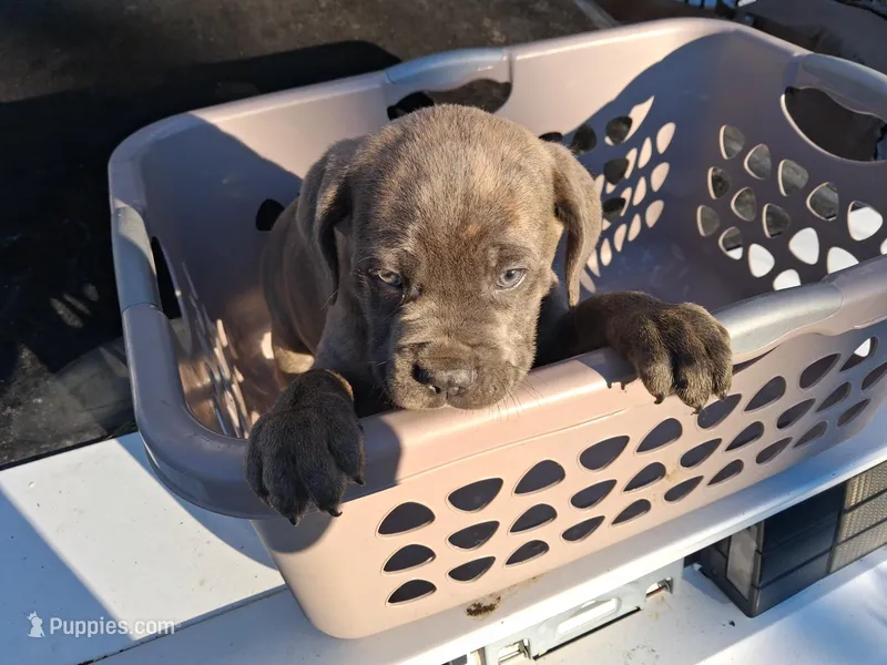 Grey Ghost, a male Cane Corso for sale in Clarksville, TN – Photo 1 of 7