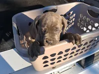 Grey Ghost, a male Cane Corso for sale in Clarksville, TN – Photo 1 of 7