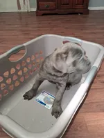 Grey Ghost, a male Cane Corso for sale in Clarksville, TN – Photo 6 of 7