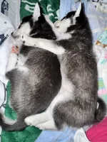Six, a female Alaskan Klee Kai for sale in Mount Clemens, MI – 6 of 7