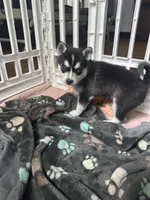 Six, a female Alaskan Klee Kai for sale in Mount Clemens, MI – 3 of 4