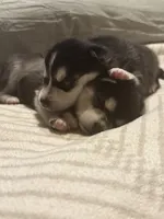Six, a female Alaskan Klee Kai for sale in Mount Clemens, MI – 7 of 7
