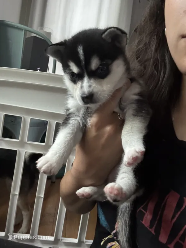 Six – Alaskan Klee Kai puppy for sale in Mount Clemens, MI