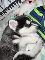 Six, a female Alaskan Klee Kai for sale in Mount Clemens, MI – 5 of 7