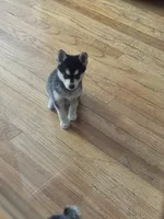 Seven, a female Alaskan Klee Kai for sale in Mount Clemens, MI – 2 of 4