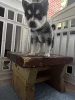 Seven, a female Alaskan Klee Kai for sale in Mount Clemens, MI – 3 of 4