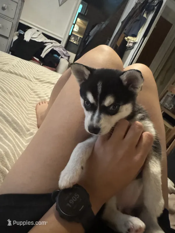 Six – Alaskan Klee Kai puppy for sale in Mount Clemens, MI