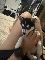Six, a female Alaskan Klee Kai for sale in Mount Clemens, MI – 1 of 4