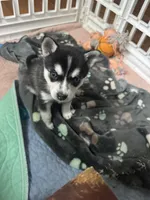 Six, a female Alaskan Klee Kai for sale in Mount Clemens, MI – 4 of 4