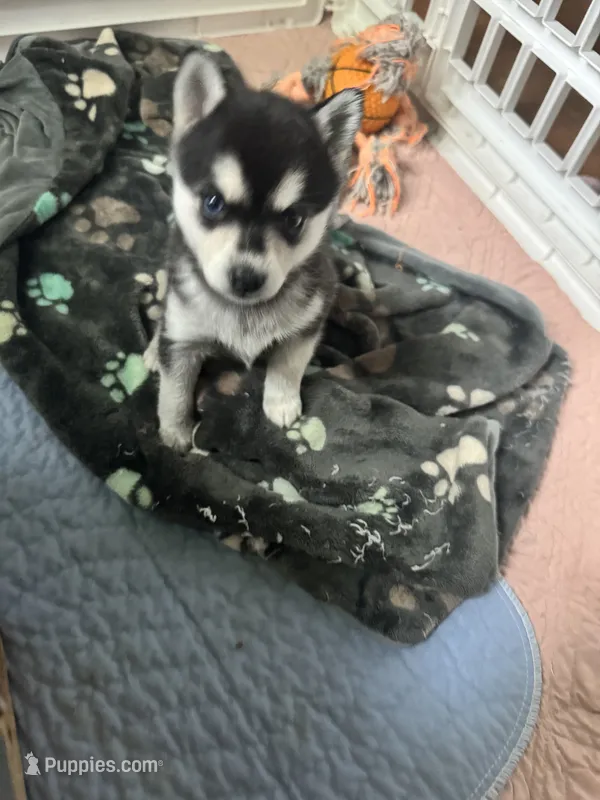 Seven – Alaskan Klee Kai puppy for sale in Mount Clemens, MI