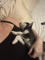 Six, a female Alaskan Klee Kai for sale in Mount Clemens, MI – 4 of 7