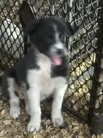 Sadie #4 , a female Australian Shepherd and Border Collie for sale in Punta Gorda, FL – 5 of 10