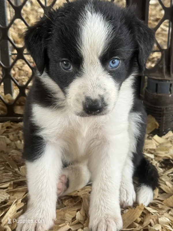 Sadie #1  – Australian Shepherd, Border Collie puppy for sale in Punta Gorda, FL