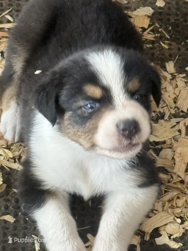 Cypress Female #3 – Australian Shepherd puppy for sale in Punta Gorda, FL