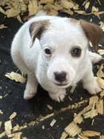 NKC REG Meena #5 girl, a male Jack Russell Terrier for sale in Punta Gorda, FL – 4 of 5