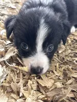 Sadie #7 mini male, a male Australian Shepherd and Border Collie for sale in Punta Gorda, FL – 7 of 8