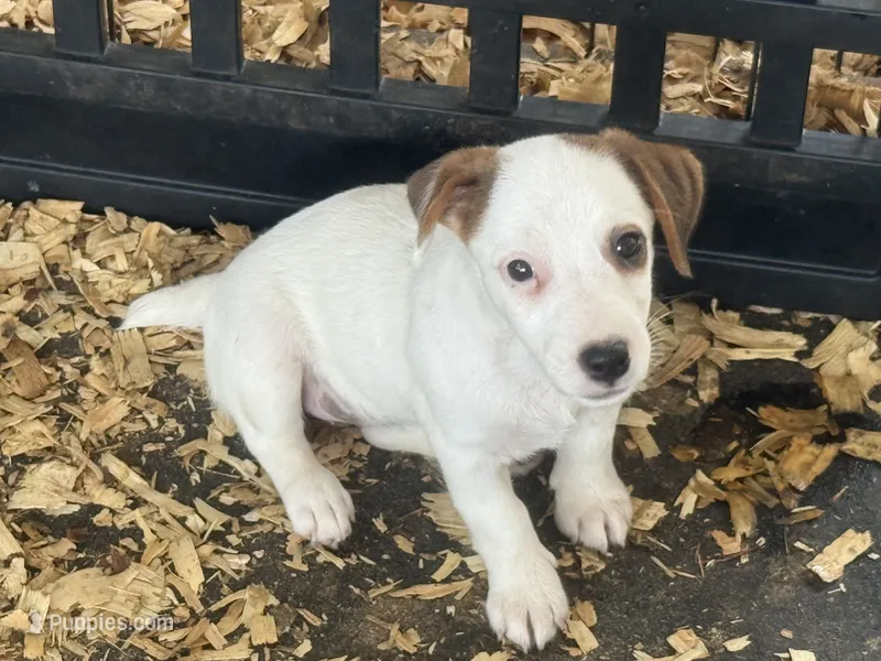 NKC REG Meena #5 girl – Jack Russell Terrier puppy for sale in Punta Gorda, FL