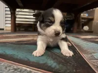 Cypress Female #4, a female Australian Shepherd for sale in Punta Gorda, FL – 2 of 6