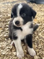 Sadie #7 mini male, a male Australian Shepherd and Border Collie for sale in Punta Gorda, FL – 5 of 8