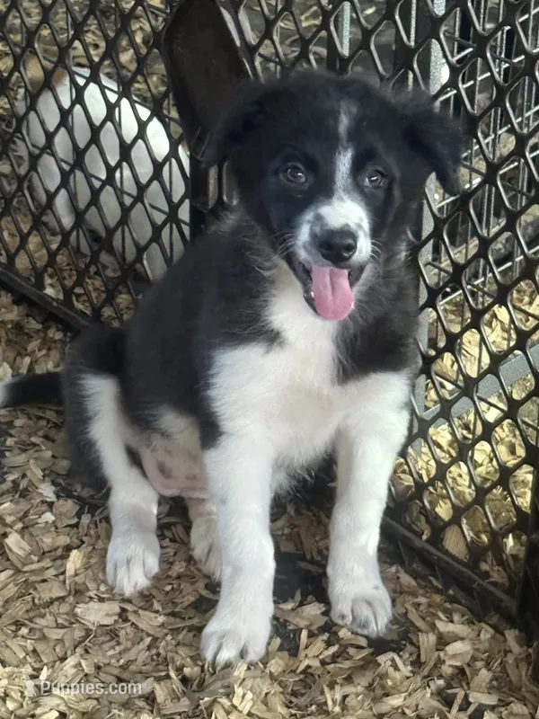 Sadie #4  – Australian Shepherd, Border Collie puppy for sale in Punta Gorda, FL