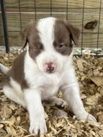 Sadie # 6 , a male Australian Shepherd and Border Collie for sale in Punta Gorda, FL – 1 of 5