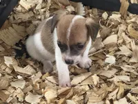 River mini brown female #1, a female Jack Russell Terrier for sale in Punta Gorda, FL – 4 of 5