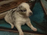 Cypress female #6, a female Australian Shepherd for sale in Punta Gorda, FL – 9 of 9