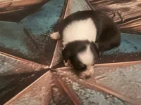 Cypress female #2, a female Australian Shepherd for sale in Punta Gorda, FL – 4 of 5