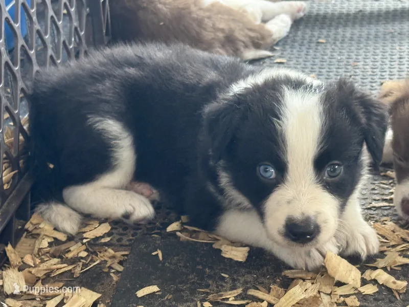 Sadie #8  split color eyes male  – Australian Shepherd, Border Collie puppy for sale in Punta Gorda, FL