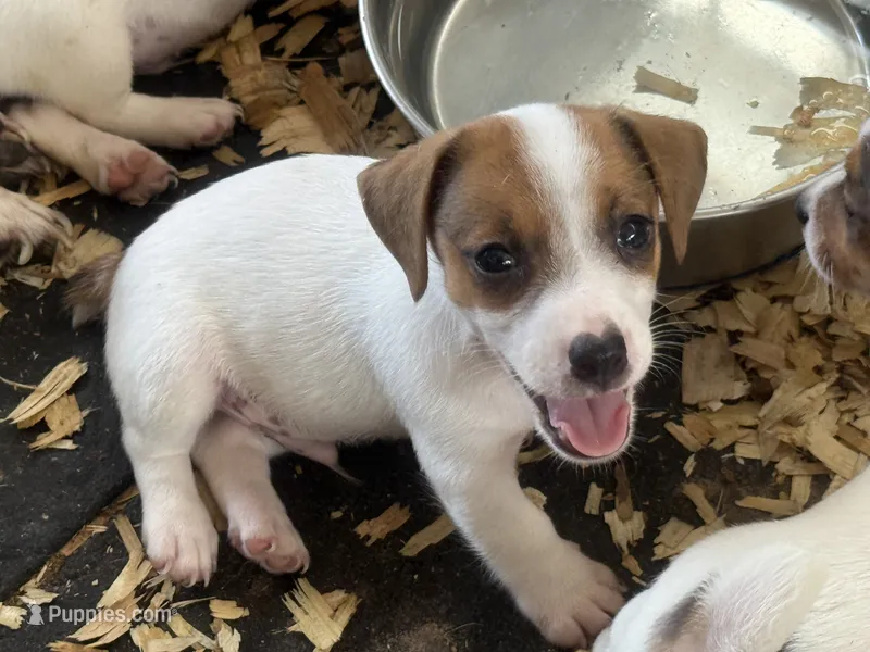 NKC REG Meena #3 Ben split face – Jack Russell Terrier puppy for sale in Punta Gorda, FL