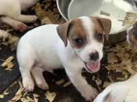 NKC REG Meena #3 Ben split face, a male Jack Russell Terrier for sale in Punta Gorda, FL – 1 of 6