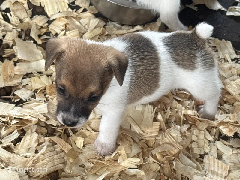  Heifer female #2 brown – Jack Russell Terrier puppy for sale in Punta Gorda, FL