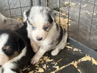 Cypress Male #1, a male Australian Shepherd for sale in Punta Gorda, FL – 6 of 6