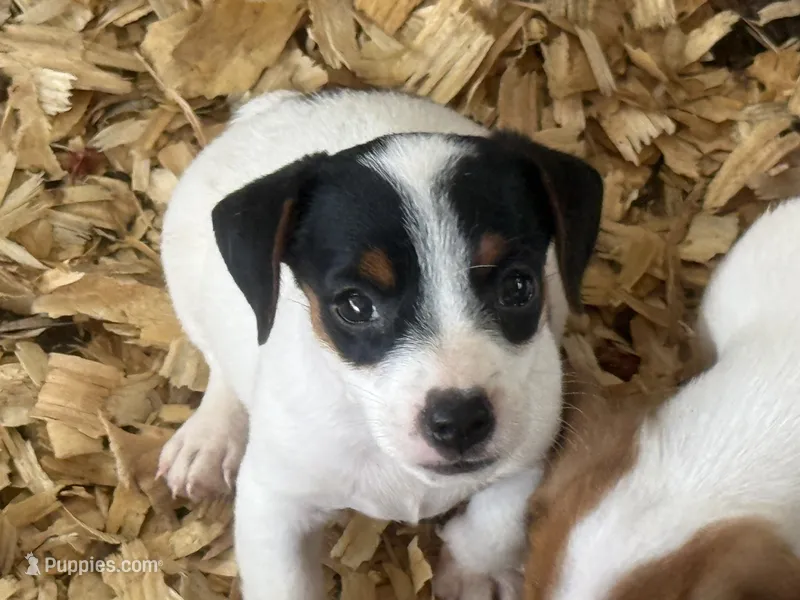 NKC REG Meena #2 blk tri – Jack Russell Terrier puppy for sale in Punta Gorda, FL