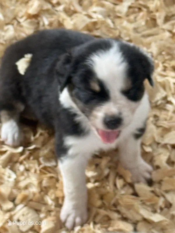 Cypress female #2 – Australian Shepherd puppy for sale in Punta Gorda, FL