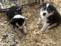 Cypress Female #1, a female Australian Shepherd for sale in Punta Gorda, FL – 4 of 5