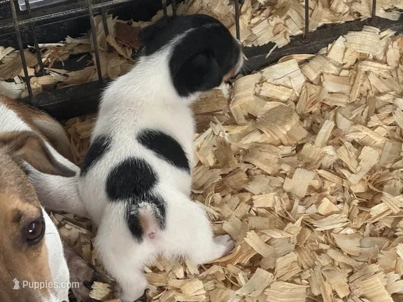 River male #4 – Jack Russell Terrier puppy for sale in Punta Gorda, FL