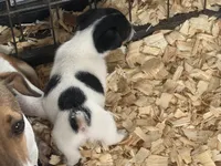 River male #4, a male Jack Russell Terrier for sale in Punta Gorda, FL – 1 of 5