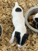 River female #3 , a female Jack Russell Terrier for sale in Punta Gorda, FL – 2 of 4