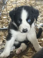 Sadie #1 , a female Australian Shepherd and Border Collie for sale in Punta Gorda, FL – 4 of 7