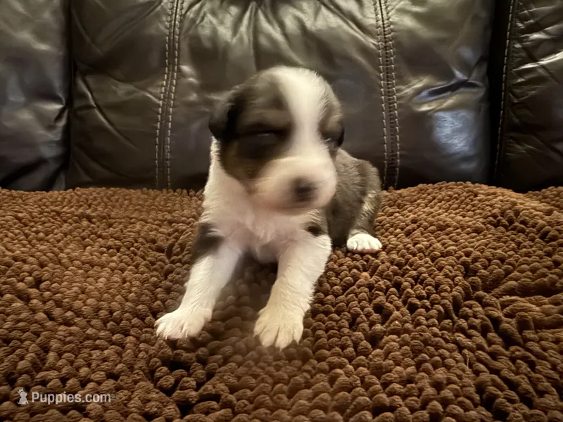 Cypress Female #1 – Australian Shepherd puppy for sale in Punta Gorda, FL