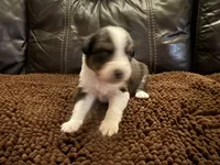 Cypress Female #1, a female Australian Shepherd for sale in Punta Gorda, FL – 1 of 4