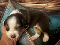 Cypress Female #4, a female Australian Shepherd for sale in Punta Gorda, FL – 4 of 6