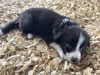 Sadie #7 mini male, a male Australian Shepherd and Border Collie for sale in Punta Gorda, FL – 8 of 8
