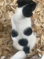 River male #4, a male Jack Russell Terrier for sale in Punta Gorda, FL – 4 of 5