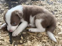 Sadie # 6 , a male Australian Shepherd and Border Collie for sale in Punta Gorda, FL – 4 of 5