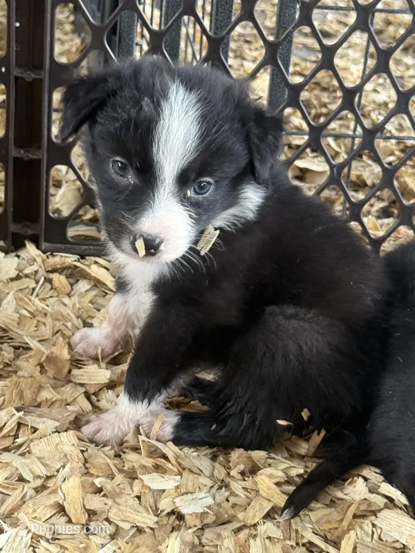 Sadie #2 small girl – Australian Shepherd, Border Collie puppy for sale in Punta Gorda, FL