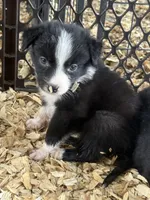 Sadie #2 small girl, a female Australian Shepherd and Border Collie for sale in Punta Gorda, FL – 3 of 5