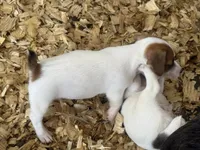 NKC REG Meena #3 Ben split face, a male Jack Russell Terrier for sale in Punta Gorda, FL – 5 of 6