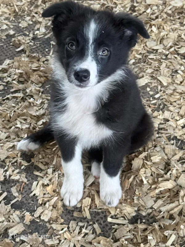 Sadie #2 small girl – Australian Shepherd, Border Collie puppy for sale in Punta Gorda, FL